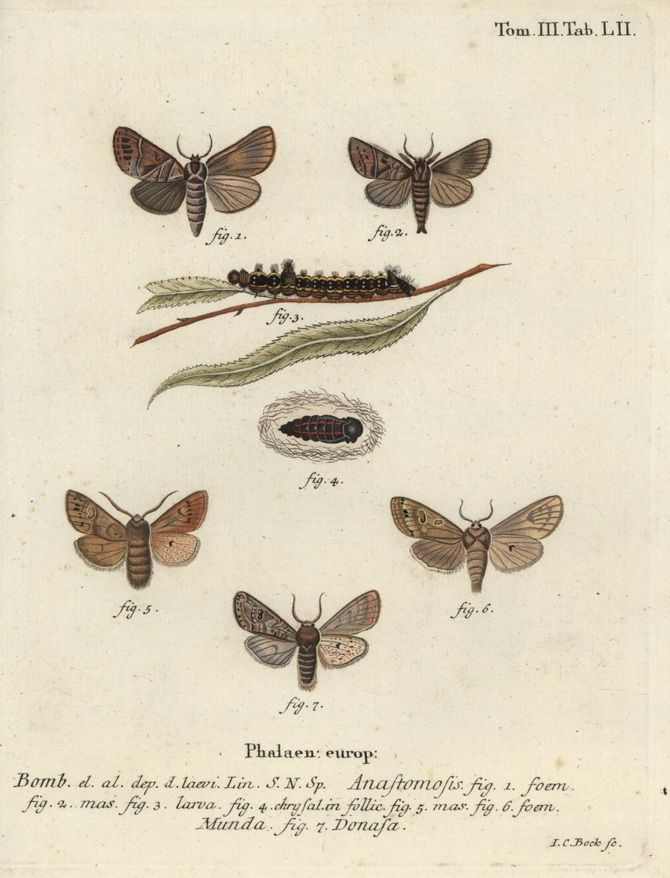 Anastomose de Clostera e Nudaria mundana. de Johann Carl Bock