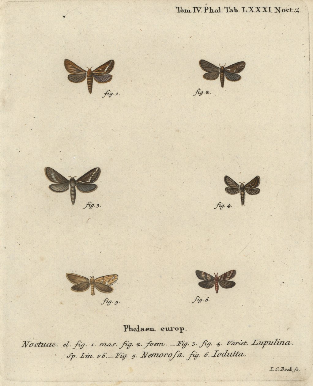 Traça rápida comum, Korscheltellus lupulina 1-4, gold swift, Phymatopus hecta 5, e Pharmacis carna 6. Gravura em chapa de cobre colorida à mão por Johann Carl Bock após Eugenius Johann Christoph Esper