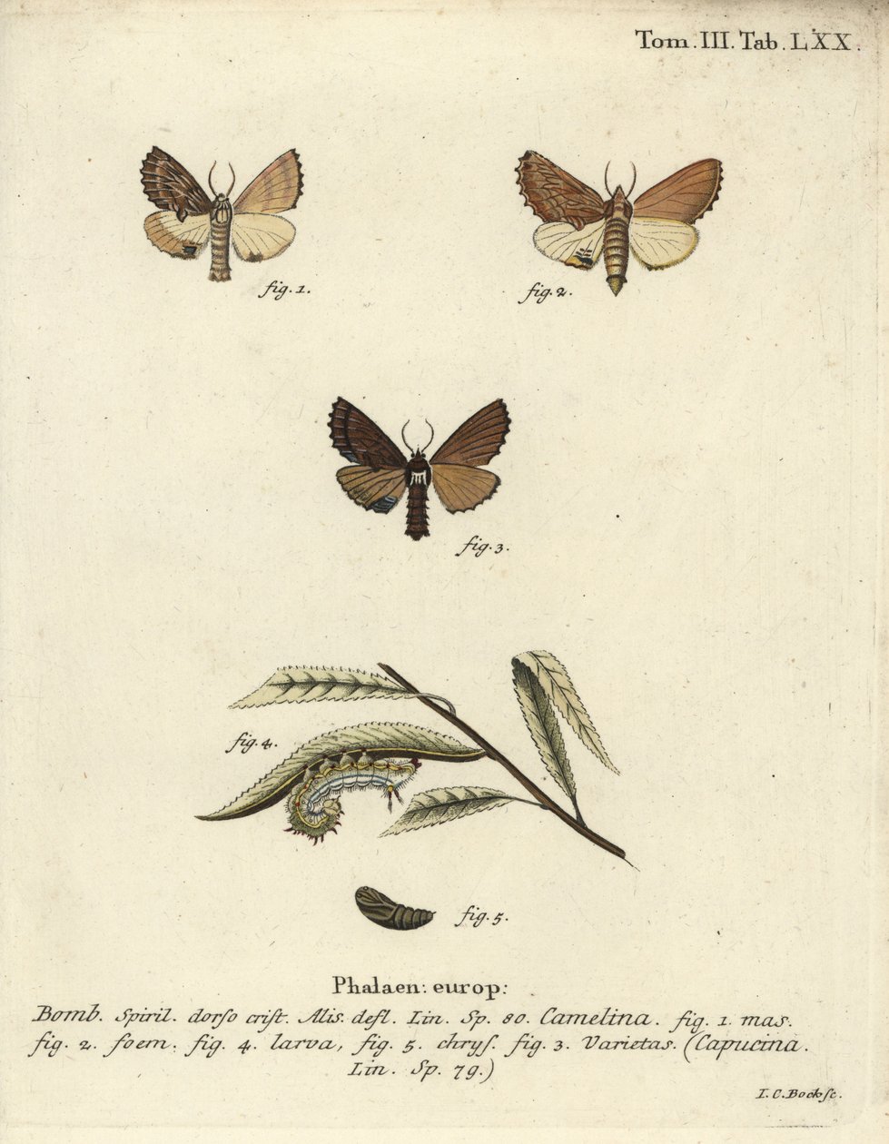 Coxcomb proeminente, Ptilodon capucinus. de Johann Carl Bock