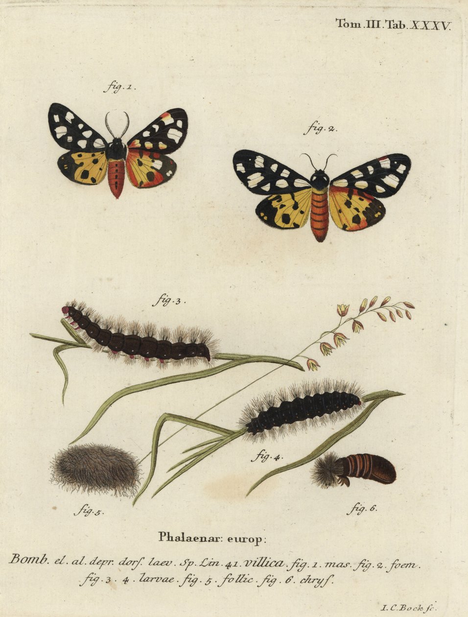Traça tigre do ponto nevrálgico, Epicallia villica. de Johann Carl Bock