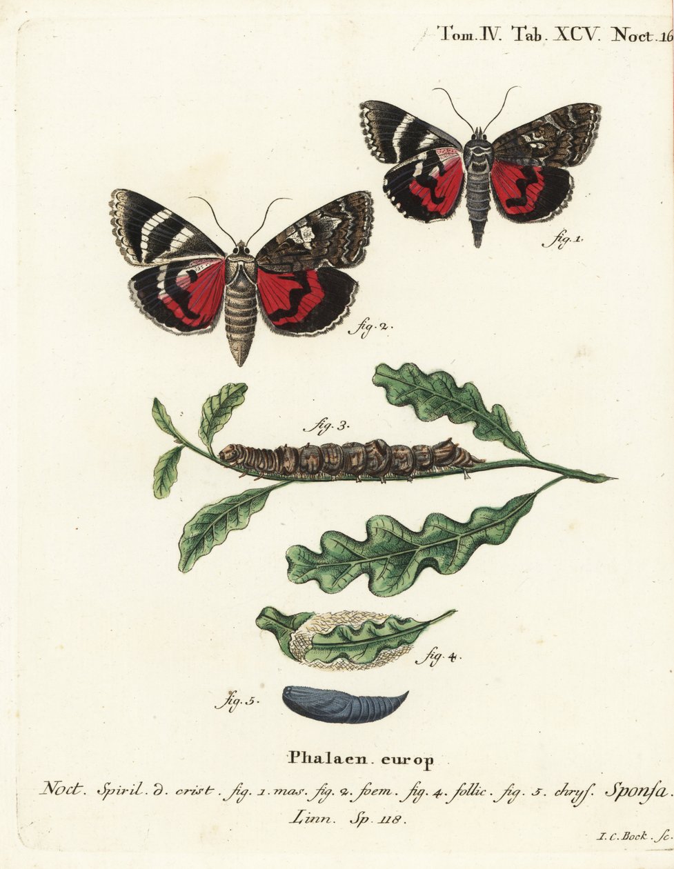 Carmesim escuro debaixo da asa, Catocala sponsa. Gravura em chapa de cobre colorida à mão por Johann Carl Bock depois do Die Schmetterlinge de Eugenius Johann Christoph Esper em Abbildungen nach der Natur, Erlangen. de Johann Carl Bock