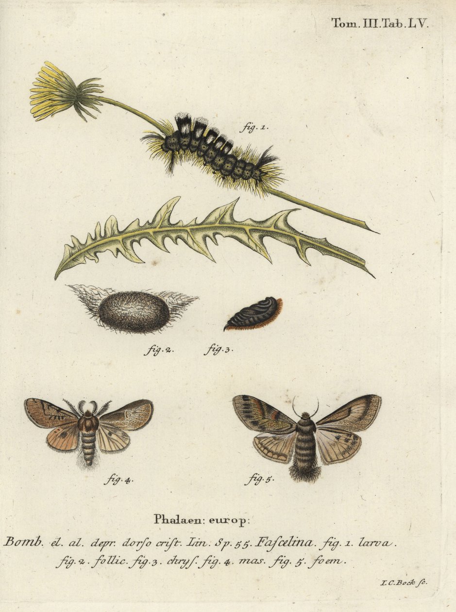 Tussock escuro, Dicallomera fascelina. de Johann Carl Bock