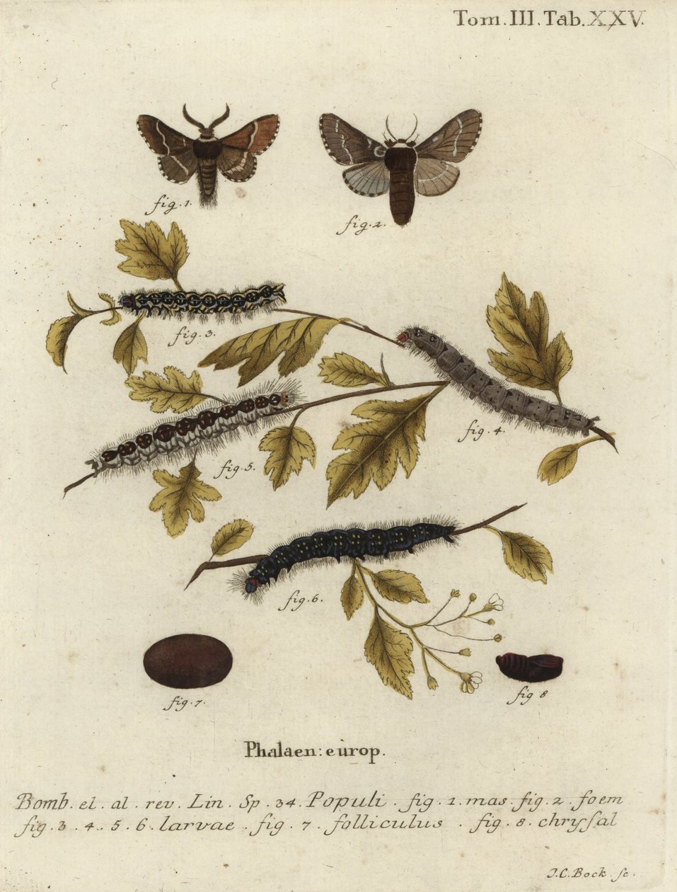 Traça de Dezembro, Poecilocampa populi. de Johann Carl Bock