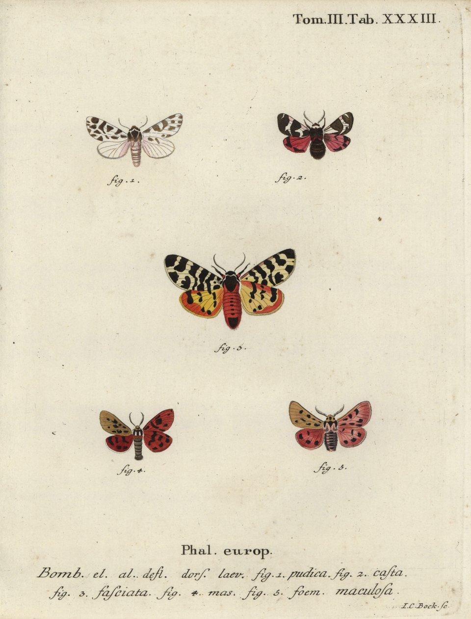 Acompanhante discreto e traças de tigre. de Johann Carl Bock