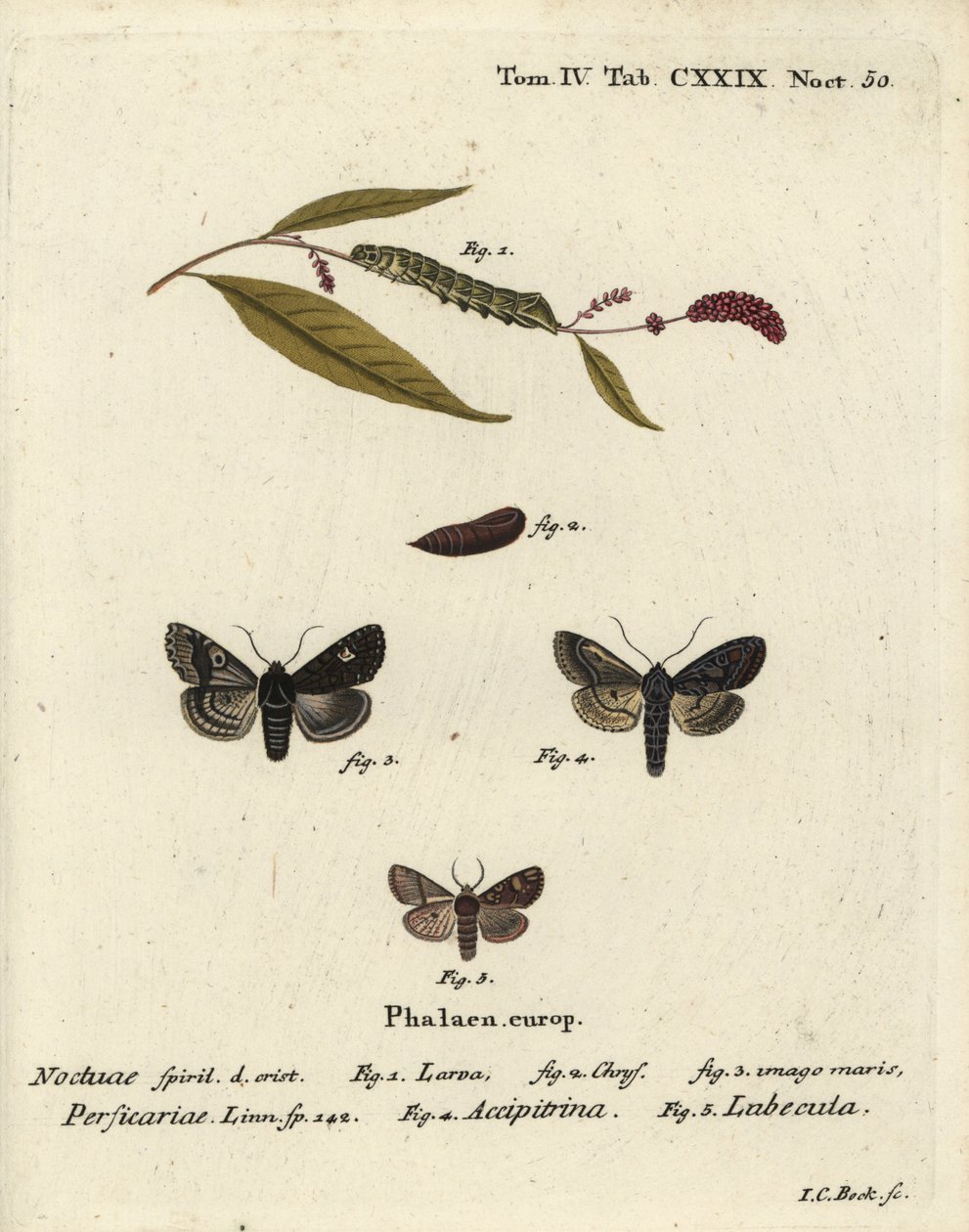 Dot, Melanchra persicariae 1-4, e Dryobota labecula 5. gravura em chapa de cobre colorida à mão por Johann Carl Bock após Die Schmetterlinge de Eugenius Johann Christoph Esper em Abbildungen nach der Natur, Erlangen de Johann Carl Bock