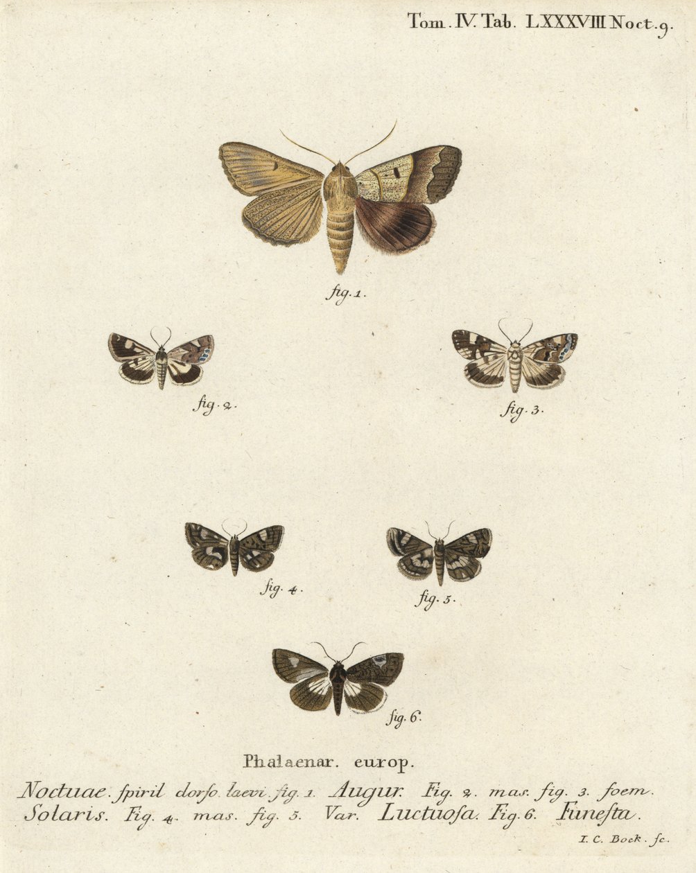 Dardo duplo ou fuligem, Graphiphora augur 1, ombro pálido, Acontia lucida 2,3, traça de quatro pontos, Tyta luctuosa 4,5, e traça druida, Aedia funesta 6. Gravura em chapa de cobre colorida à mão por Johann Carl Bock depois do Die Sch de Eugenius Johann Ch de Johann Carl Bock