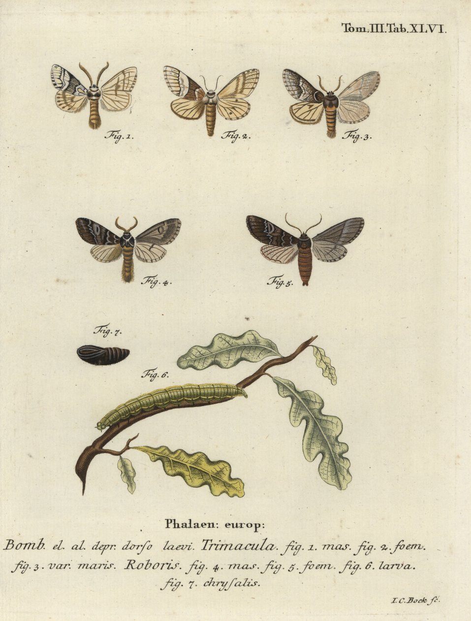 Drymonia dodonaea moth. de Johann Carl Bock