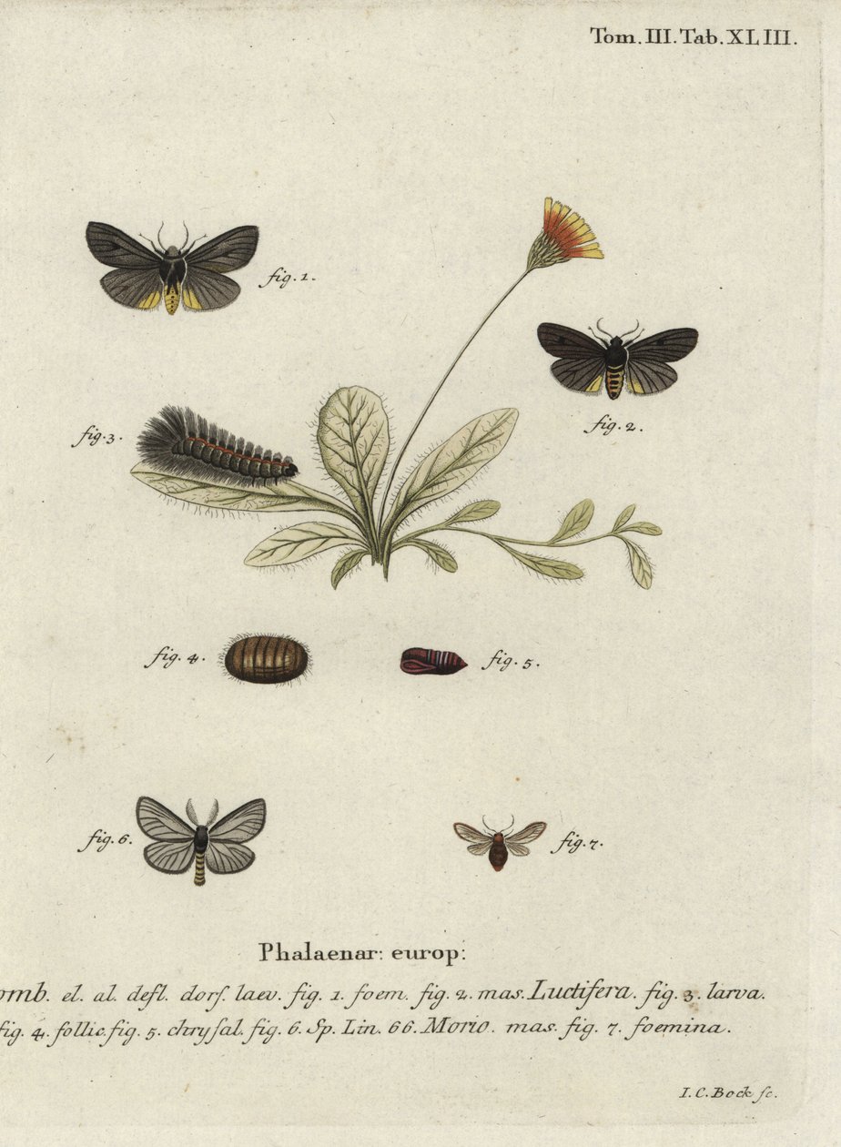Epatolmis caesarea e Penthophera morio moths. de Johann Carl Bock