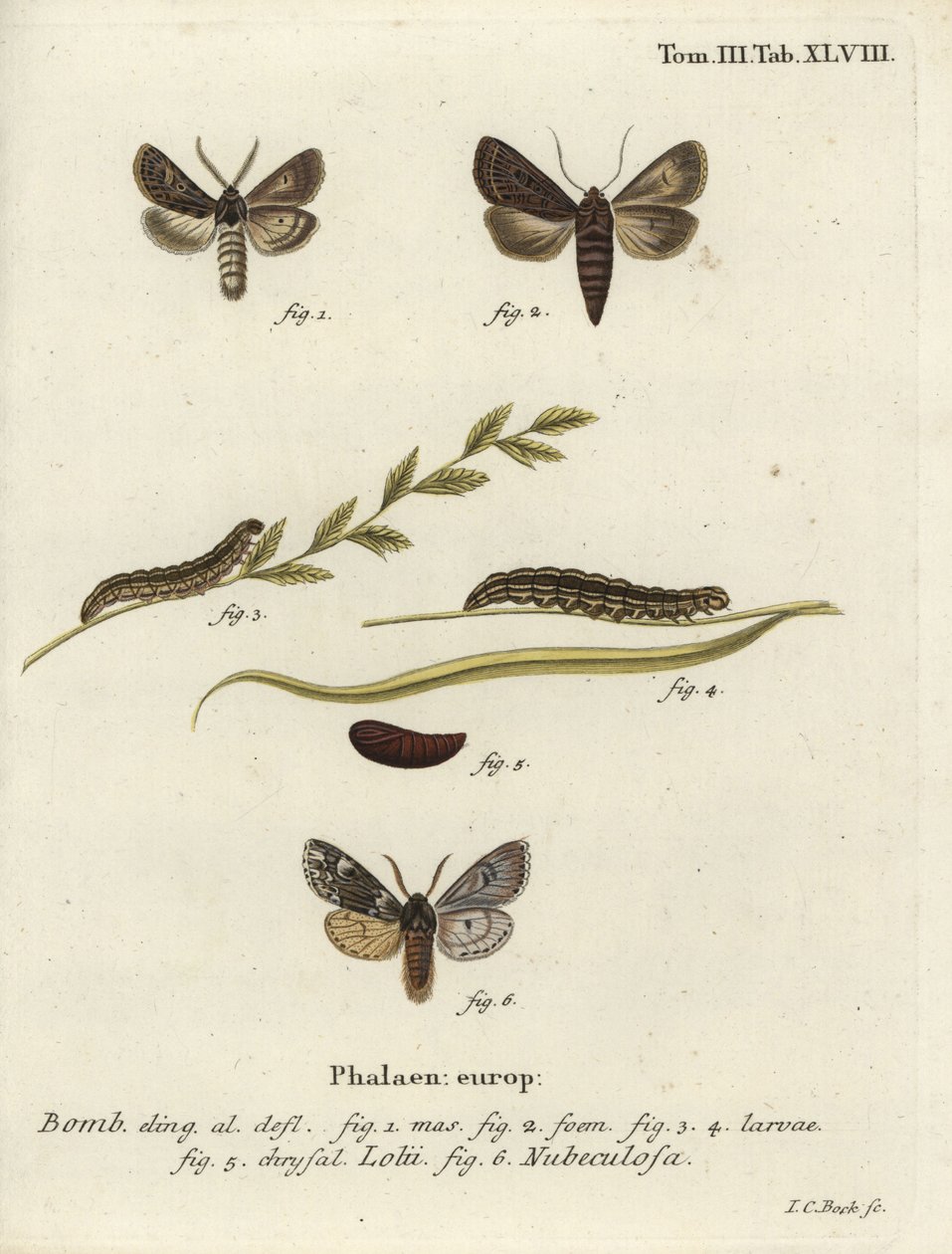 Gótico de penas e traças de Rannoch espalhadas. de Johann Carl Bock