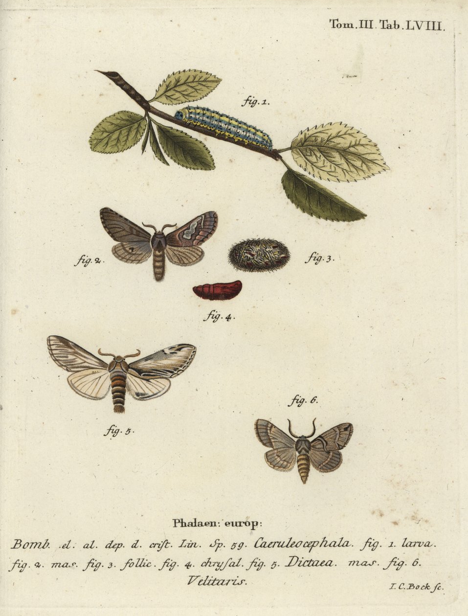 Figura de oito, engolir traça proeminente e Drymonia velitaris. de Johann Carl Bock