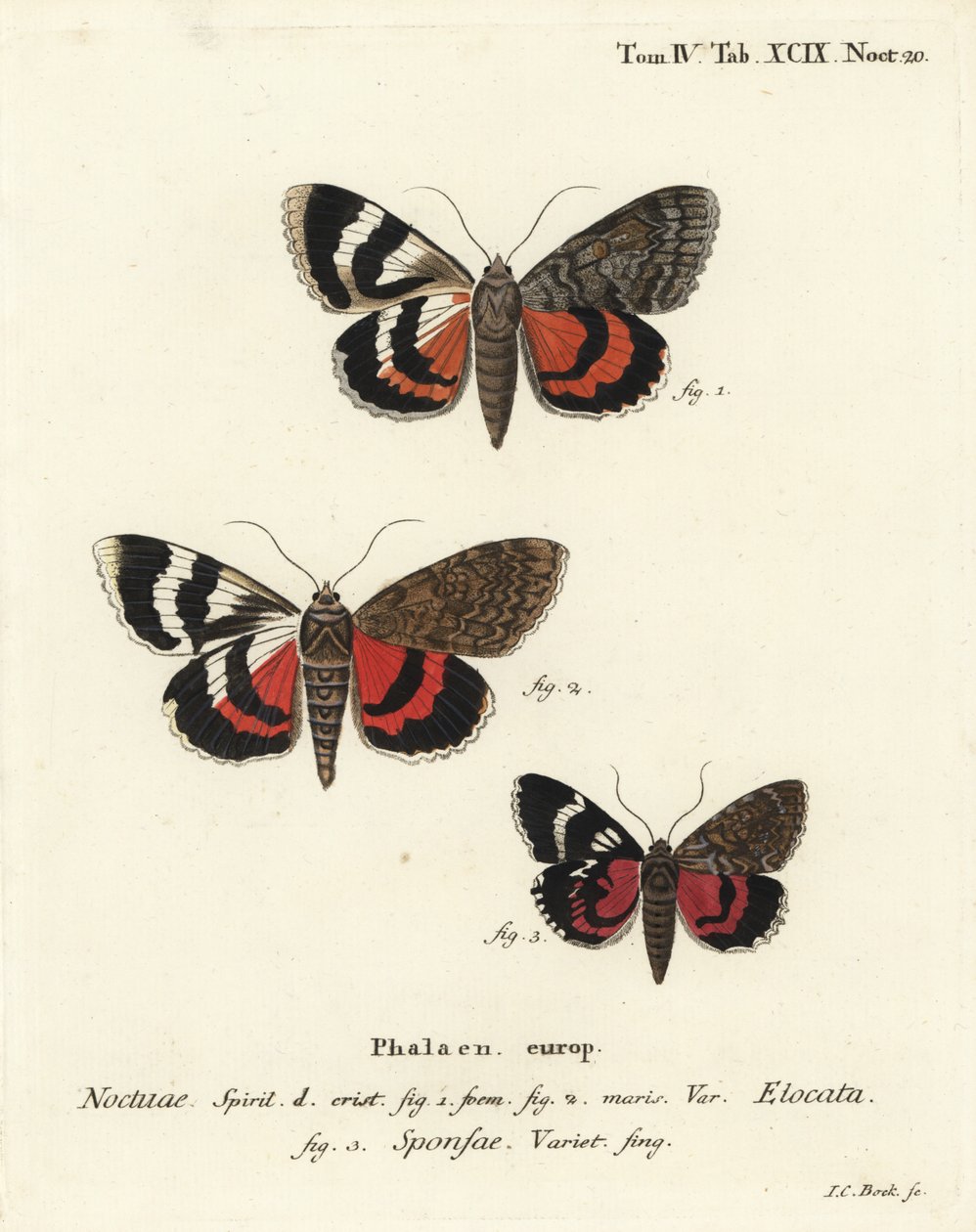 Subwing vermelho francês, Catocala elocata 1,2, e carmesim escuro variedade underwing, Catocala sponsa 3. gravura em chapa de cobre colorida à mão por Johann Carl Bock após Die Schmetterlinge de Eugenius Johann Christoph Esper em Abbildungen nach der Natur de Johann Carl Bock