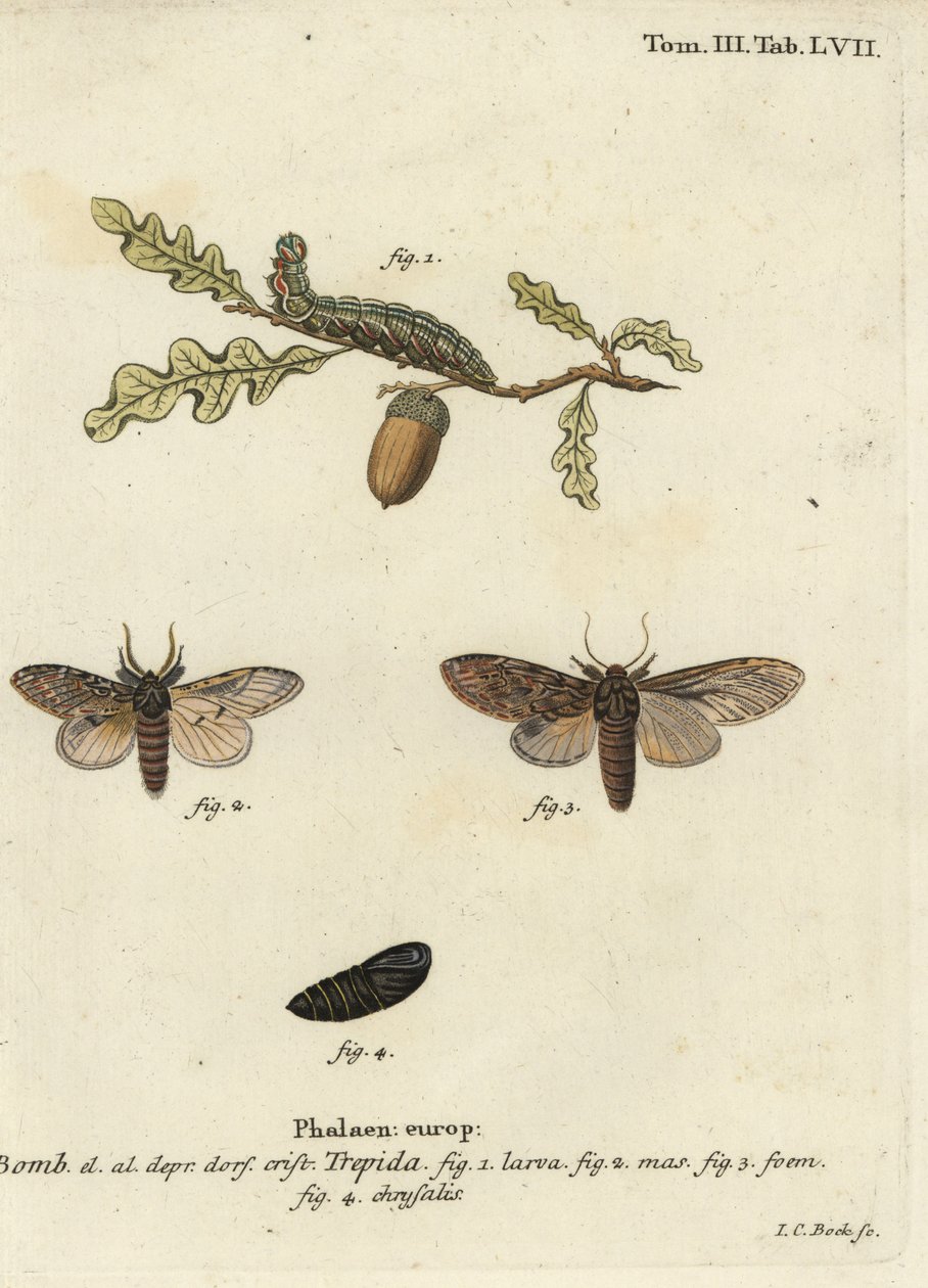 Grande destaque, Peridea anceps. de Johann Carl Bock