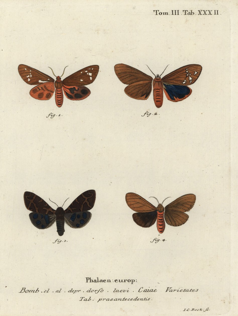 Grandes variedades de mariposas tigre, Arctia caja. de Johann Carl Bock