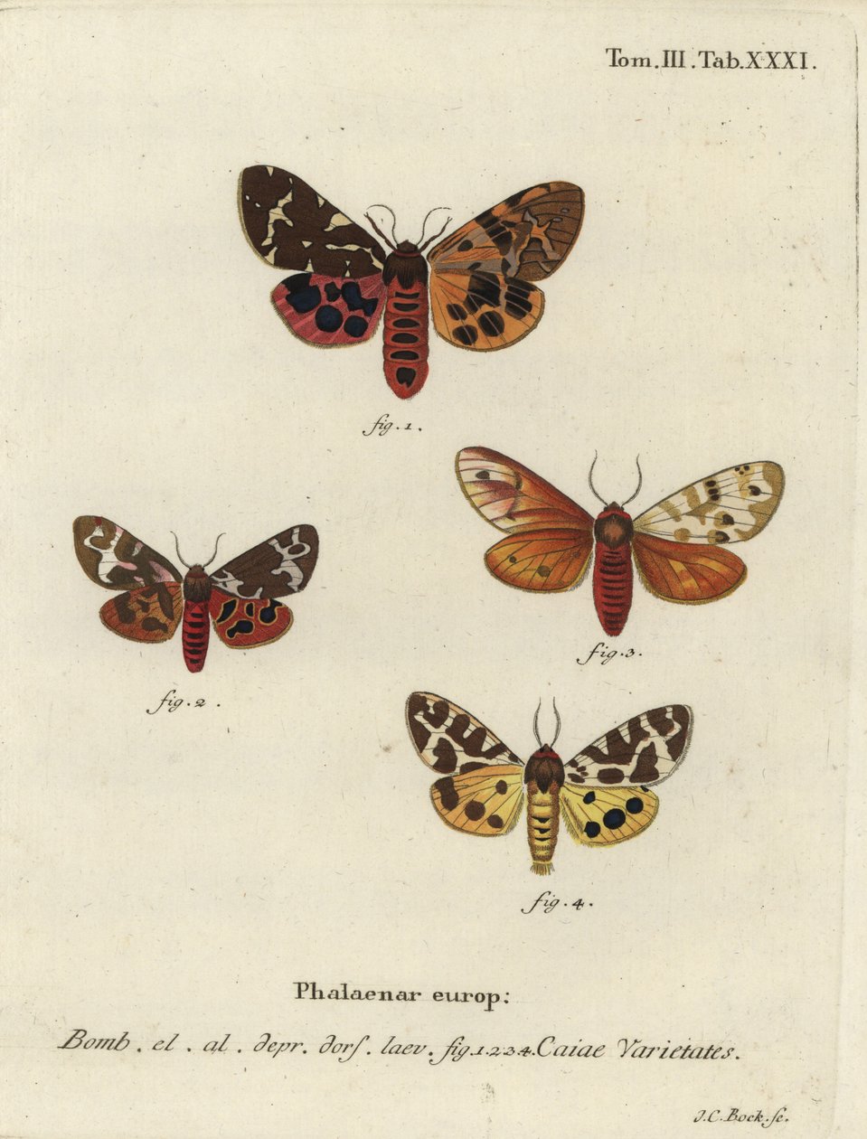Grandes variedades de mariposas tigre, Arctia caja. de Johann Carl Bock