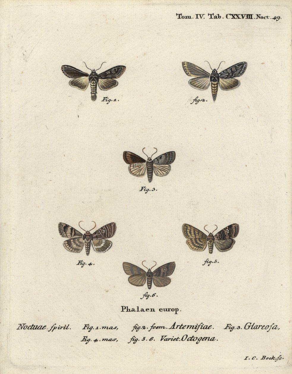 Tubarão verde com manchas prateadas, Cucullia argentea 1,2, rústico outonal, Eugnorisma glareosa 4, figura de oitenta, Tethea ocularis 4-6. Gravura em chapa de cobre colorida à mão por Johann Carl Bock após Die Schmetterlinge, de Eugenius Johann Christoph  de Johann Carl Bock