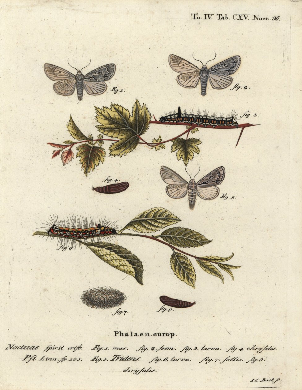 Adaga cinzenta, Acronicta psi 1-4, e adaga escura, Acronicta tridens 5-8. Gravação em chapa de cobre colorida à mão por Johann Carl Bock após Die Schmetterlinge de Eugenius Johann Christoph Esper em Abbildungen nach der Natur, Erlangen. de Johann Carl Bock