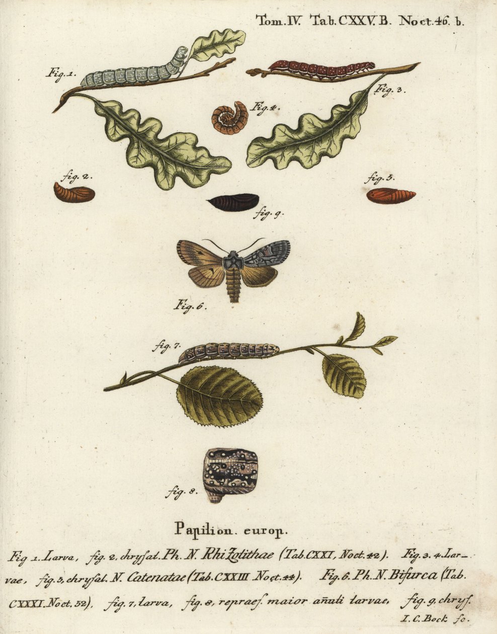 Nó de ombro cinzento, Lithophane ornitopus 1,2, castanho-avermelhado, Agrochola helvola 3-5, conformista, Lithophane furcifera 6-9. Gravura em chapa de cobre colorida à mão por Johann Carl Bock após Eugenius Johann Christoph Esper