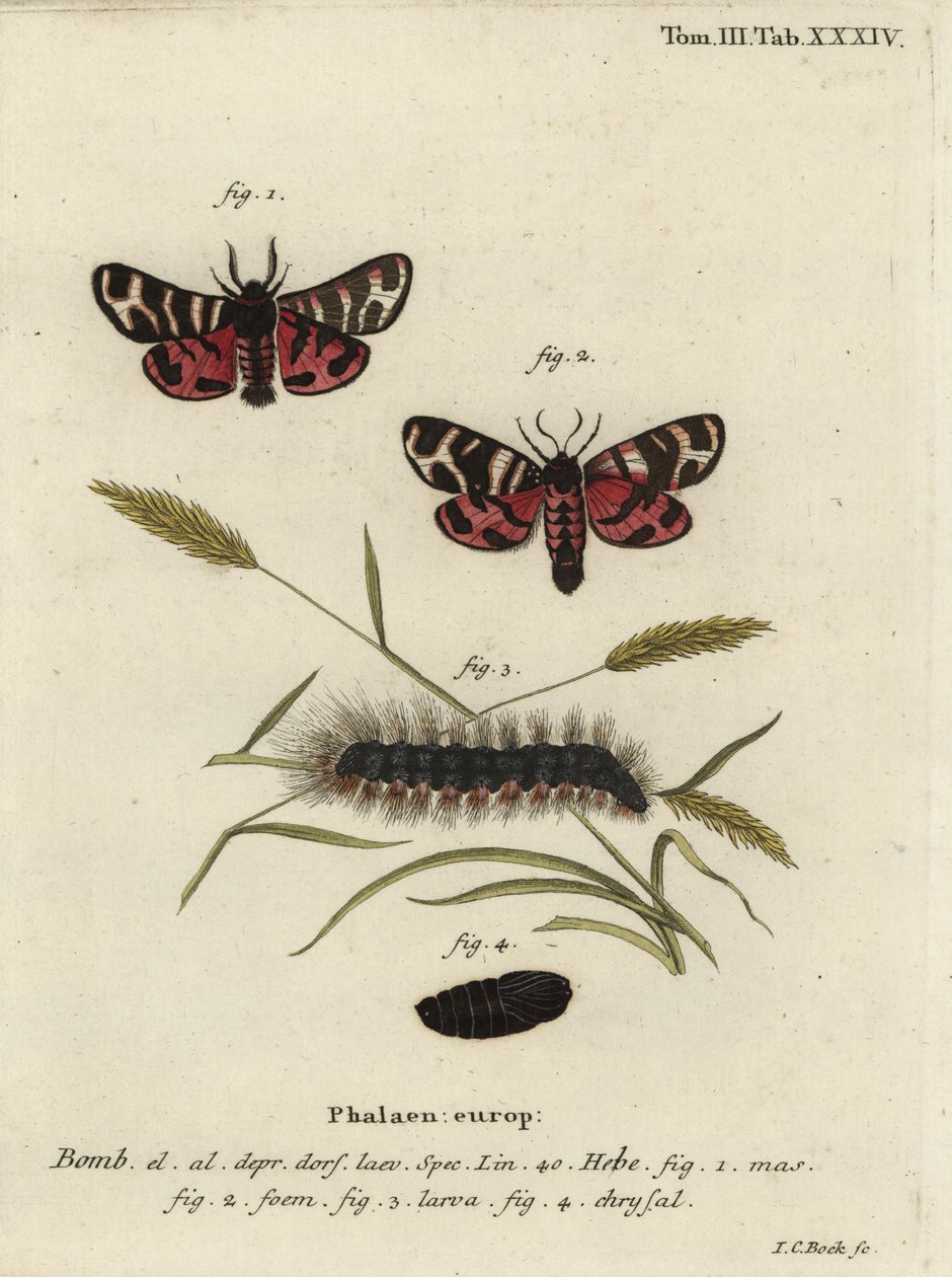 Traça tigre Hebe, Arctia festiva. de Johann Carl Bock