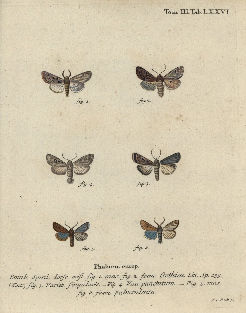Personagem hebraico, castanho-preto, mariposa pequena, etc. de Johann Carl Bock