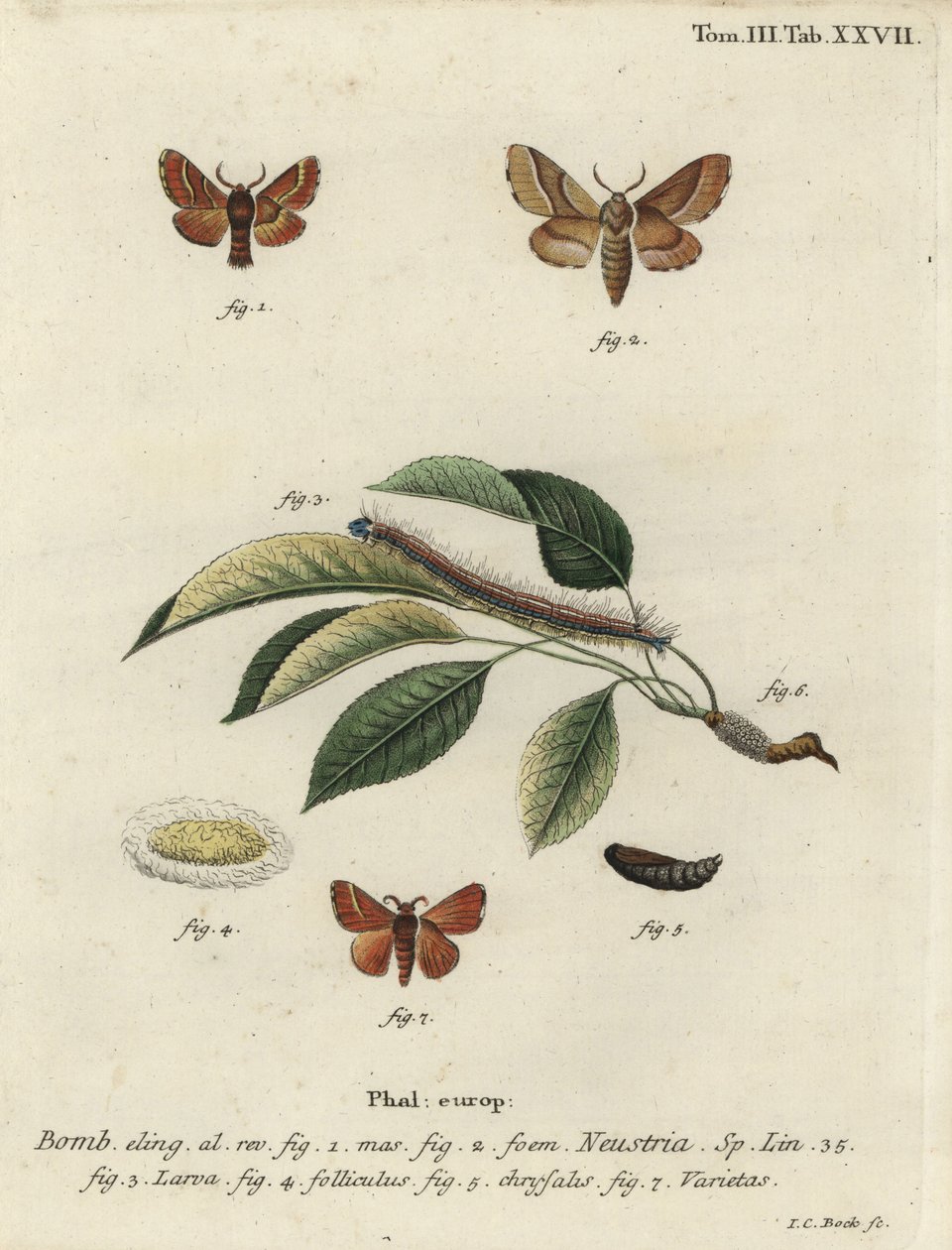 Traça lacaia, Malacosoma neustria. de Johann Carl Bock