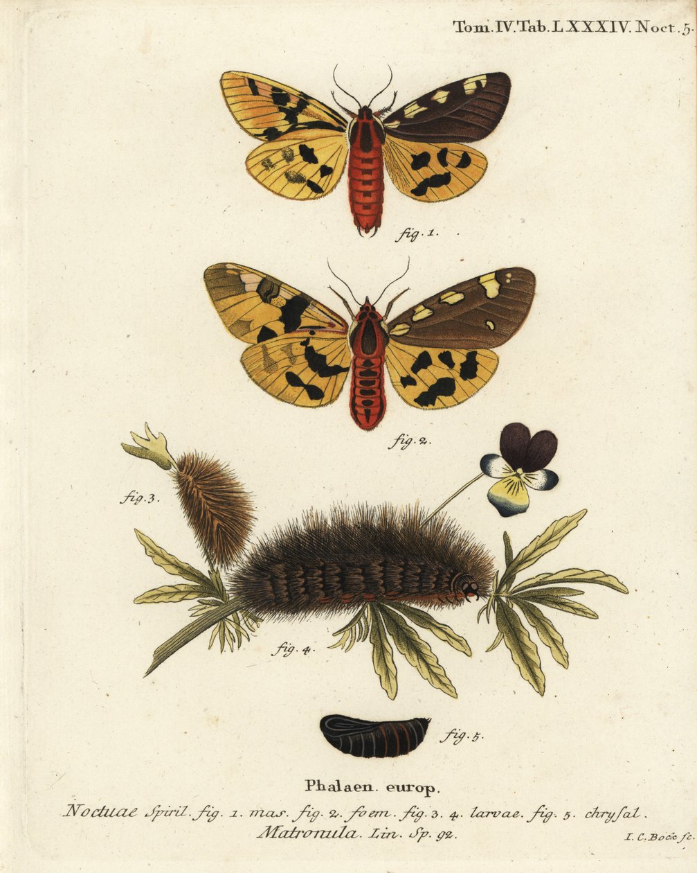 Grande traça tigre, macho e fêmea, Pericallia matronula. Gravura em chapa de cobre colorida à mão por Johann Carl Bock depois de Eugenius Johann Christoph Esper