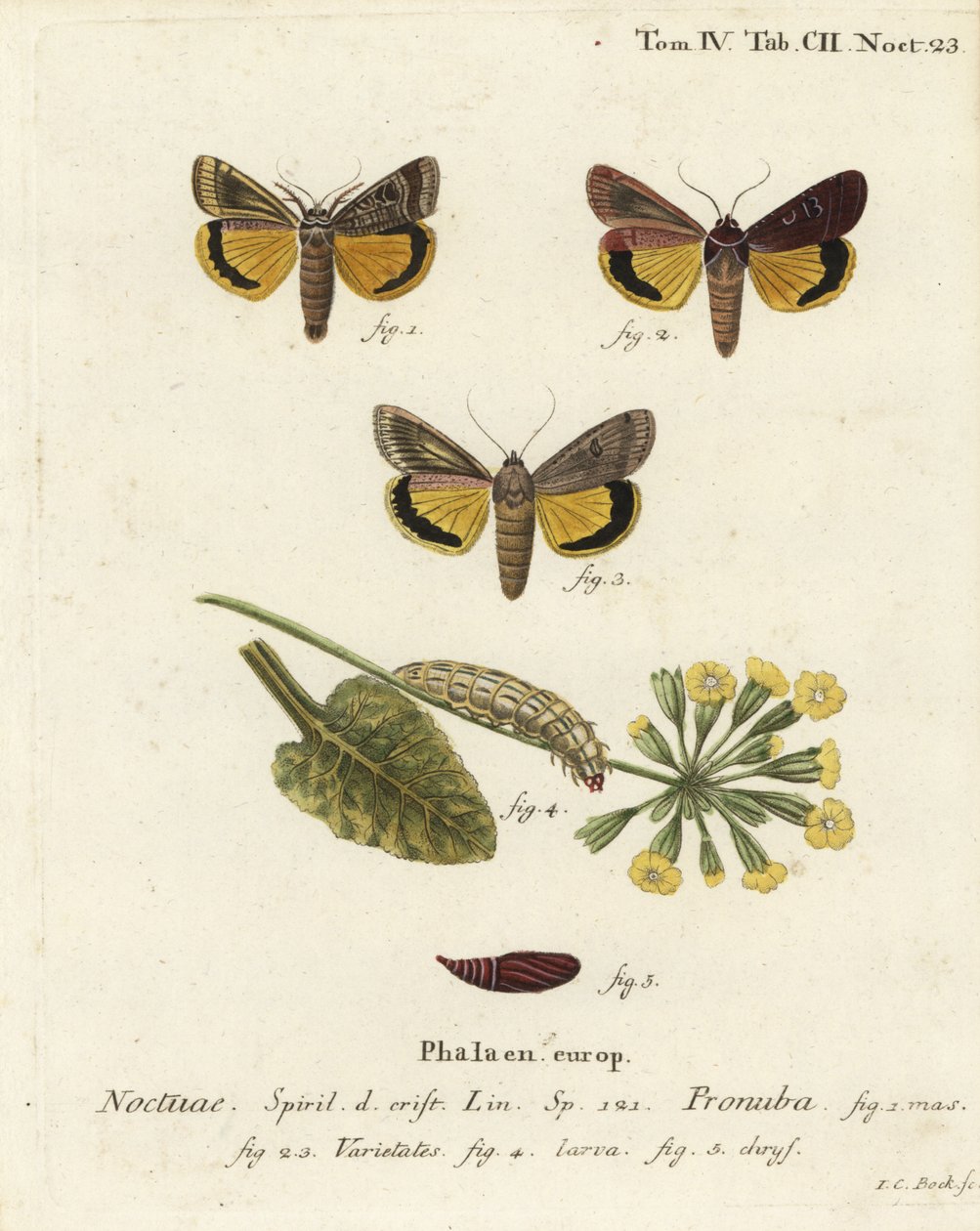 Grande underwing amarelo, Noctua pronuba, e variedades. Gravura em chapa de cobre colorida à mão por Johann Carl Bock após Eugenius Johann Christoph Esper