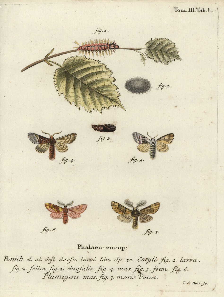 Nozes de árvore tussock e plumed proeminente. de Johann Carl Bock