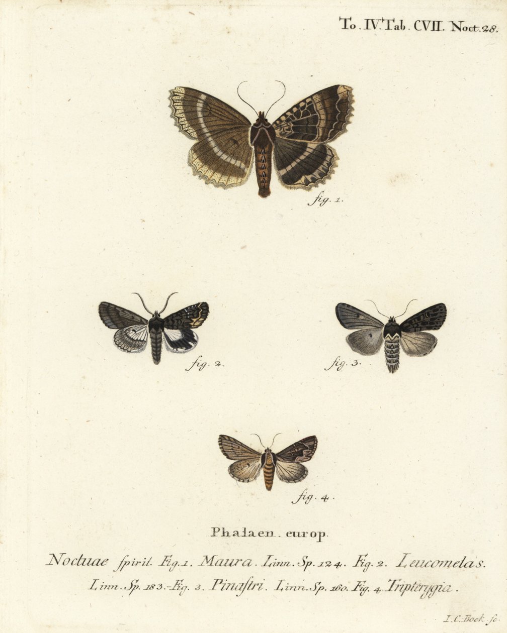 Velha senhora ou subwing preto, Mormo maura 1, alquimista oriental, Aedia leucomelas 2, e Dypterygia scabriuscula 3,4. Gravura em chapa de cobre colorida à mão por Johann Carl Bock depois de Eugenius Johann Christoph Esper