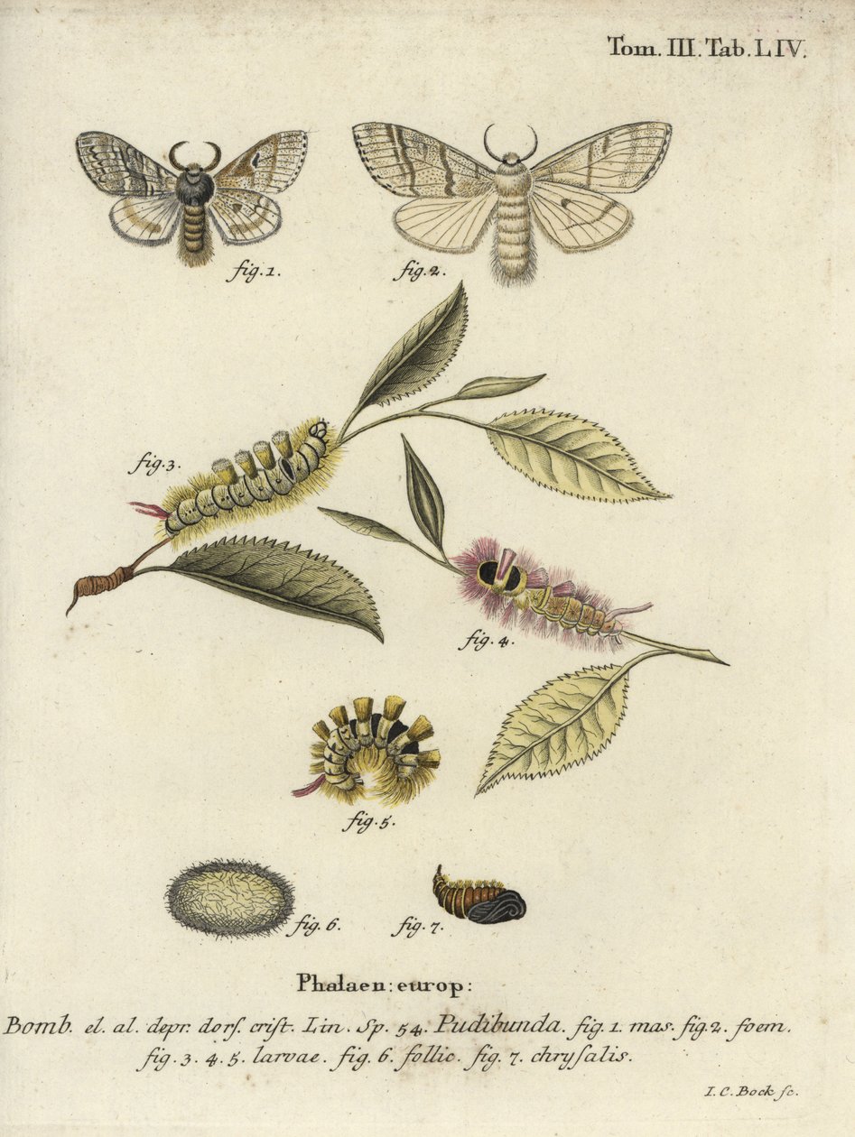 Pale tussock, Calliteara pudibunda. de Johann Carl Bock