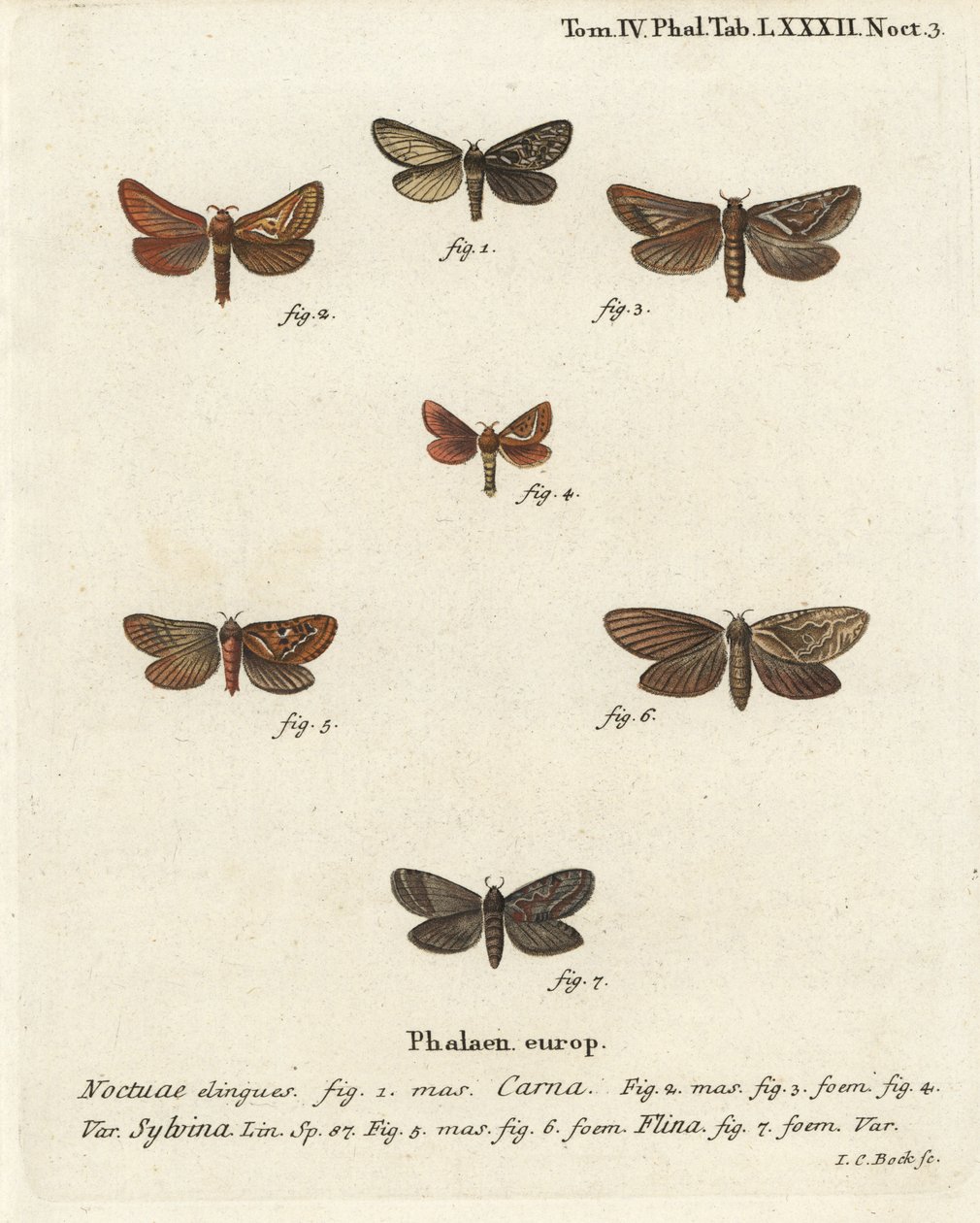 Pharmacis carna 2-4, orange swift, Triodia sylvina 5,6, e gold swift, Phymatopus hecta 7. Gravura em chapa de cobre colorida à mão por Johann Carl Bock após Eugenius Johann Christoph Esper