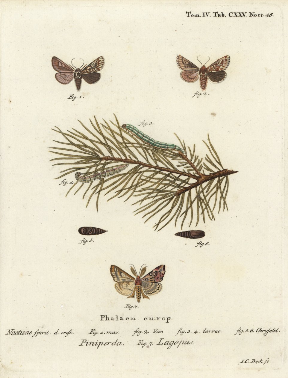 Pine beauty, Panolis flammea 1-6, e moth latina, Callopistria juventina 7. Gravura em chapa de cobre colorida à mão por Johann Carl Bock após Eugenius Johann Christoph Esper