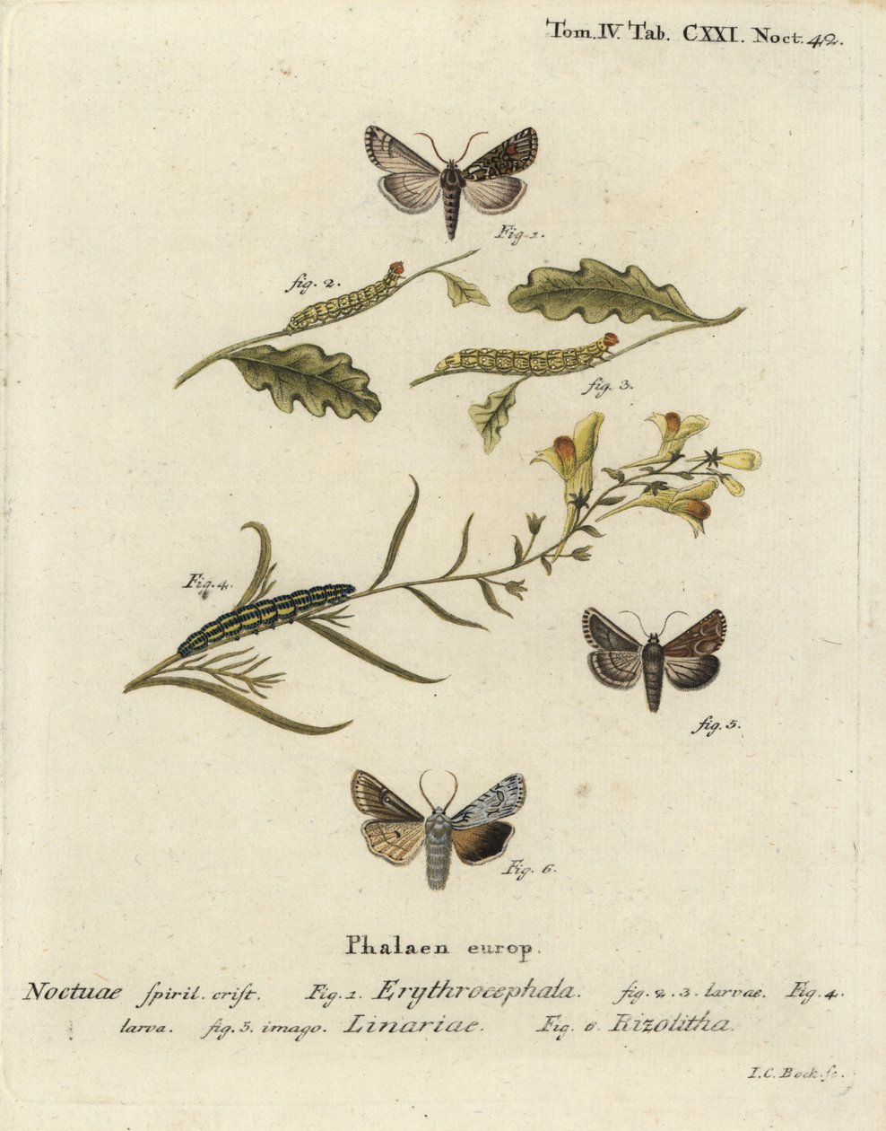 Castanha de cabeça vermelha, Conistra erythrocephala 1-4, brocado de toadflax, Calophasia lunula 5 e nó de ombro cinzento, Lithophane ornitopus 6. Gravura em chapa de cobre colorida à mão por Johann Carl Bock depois de Eugenius Johann Christoph Esper