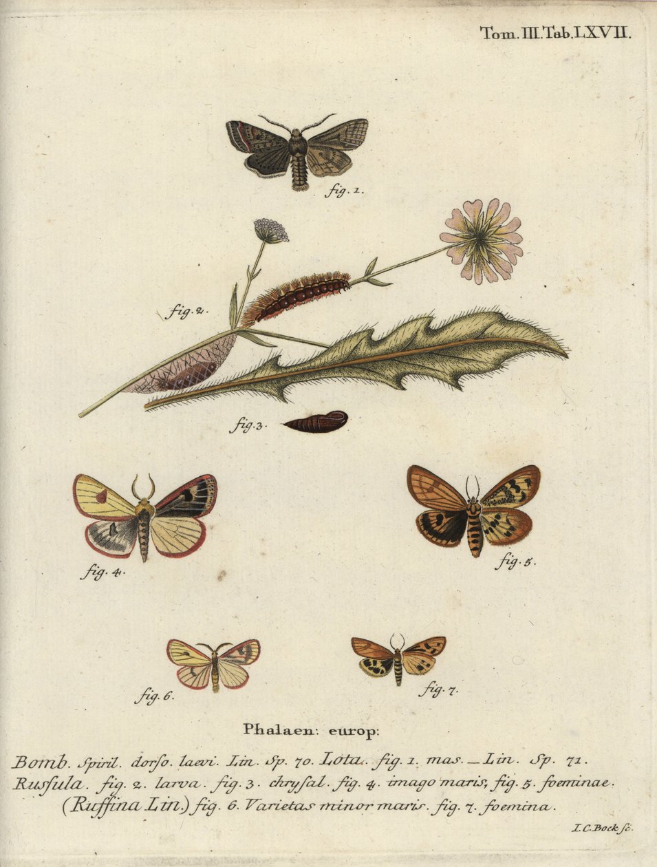 Tremor de linhas vermelhas, polpa enevoada e castanha flácida. de Johann Carl Bock