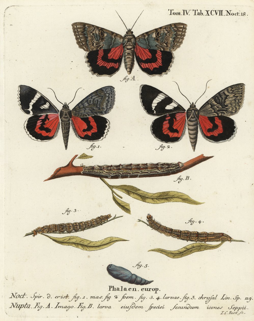 Traça vermelha debaixo da asa, Catocala nupta. Gravura em chapa de cobre colorida à mão por Johann Carl Bock depois do Die Schmetterlinge de Eugenius Johann Christoph Esper em Abbildungen nach der Natur, Erlangen. de Johann Carl Bock