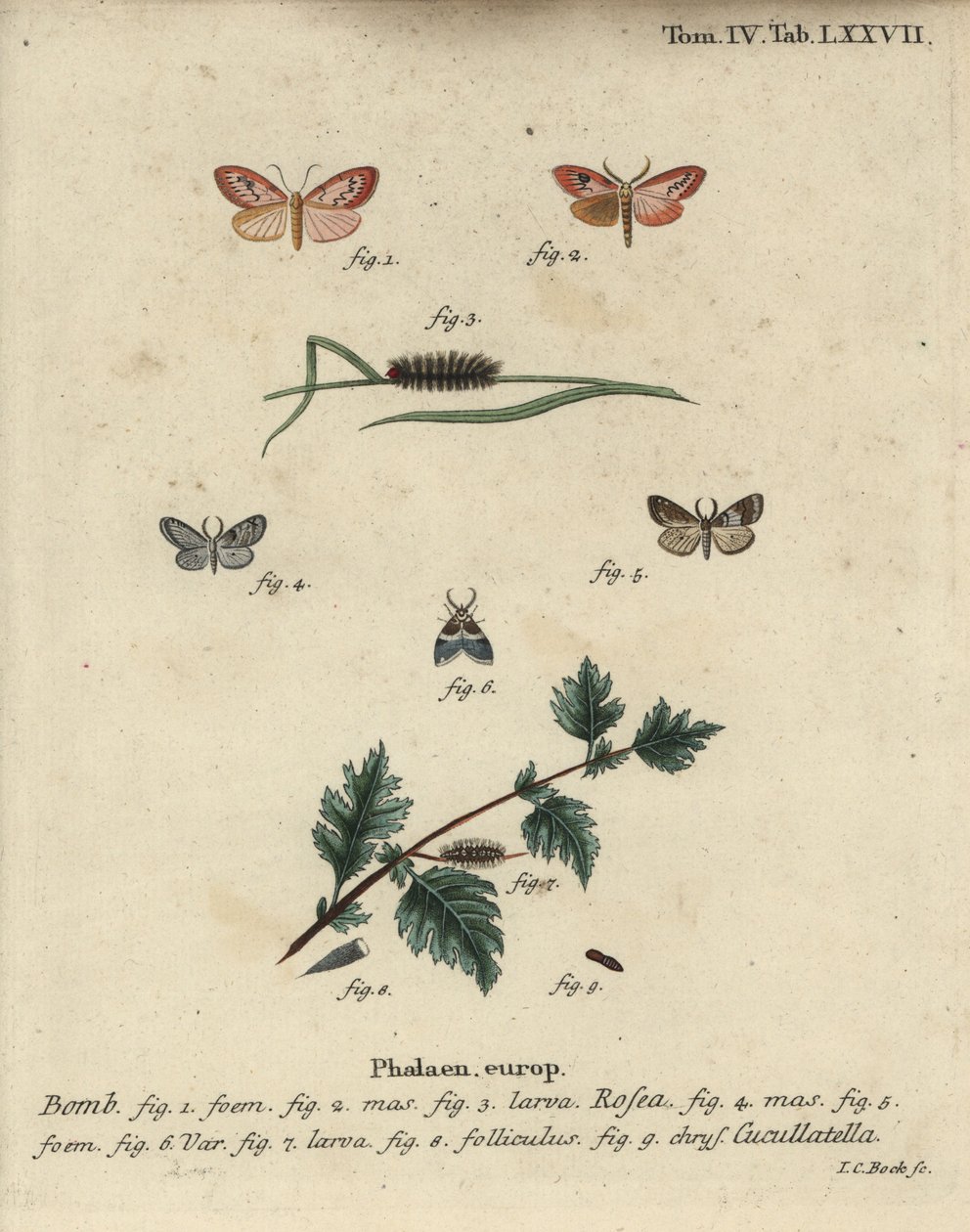 Um criado de libré cor-de-rosa e uma mariposa de pouca roupa. de Johann Carl Bock
