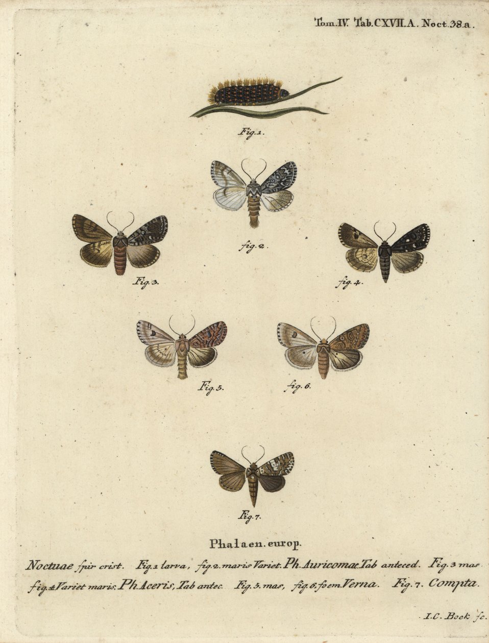 Punhal escasso, Acronicta auricoma 1-3, mariposa de sicómoro, Acronicta aceris, mariposa de noz-moscada 4,5, Hadula trifolii 6 e coroetas variadas, Hadena compta 7. Gravura em chapa de cobre colorida à mão por Johann Carl Bock após Die Schmetterling de Eug de Johann Carl Bock