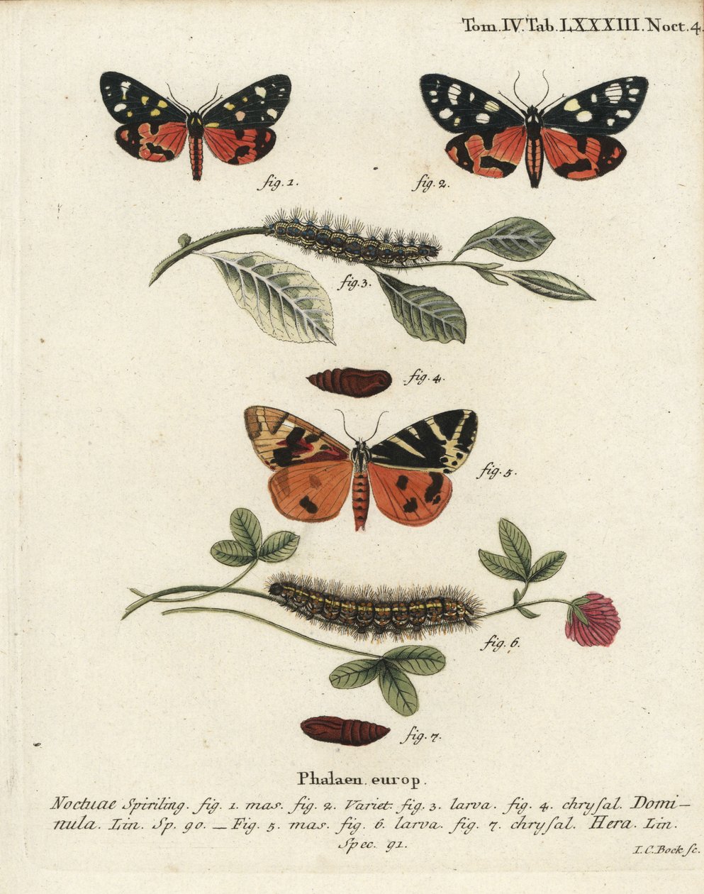 Traça tigre escarlate, Callimorpha dominula 1-4, e traça tigre de Jersey, Euplagia quadripunctaria 5-7. Gravura em chapa de cobre colorida à mão por Johann Carl Bock após Eugenius Johann Christoph Esper