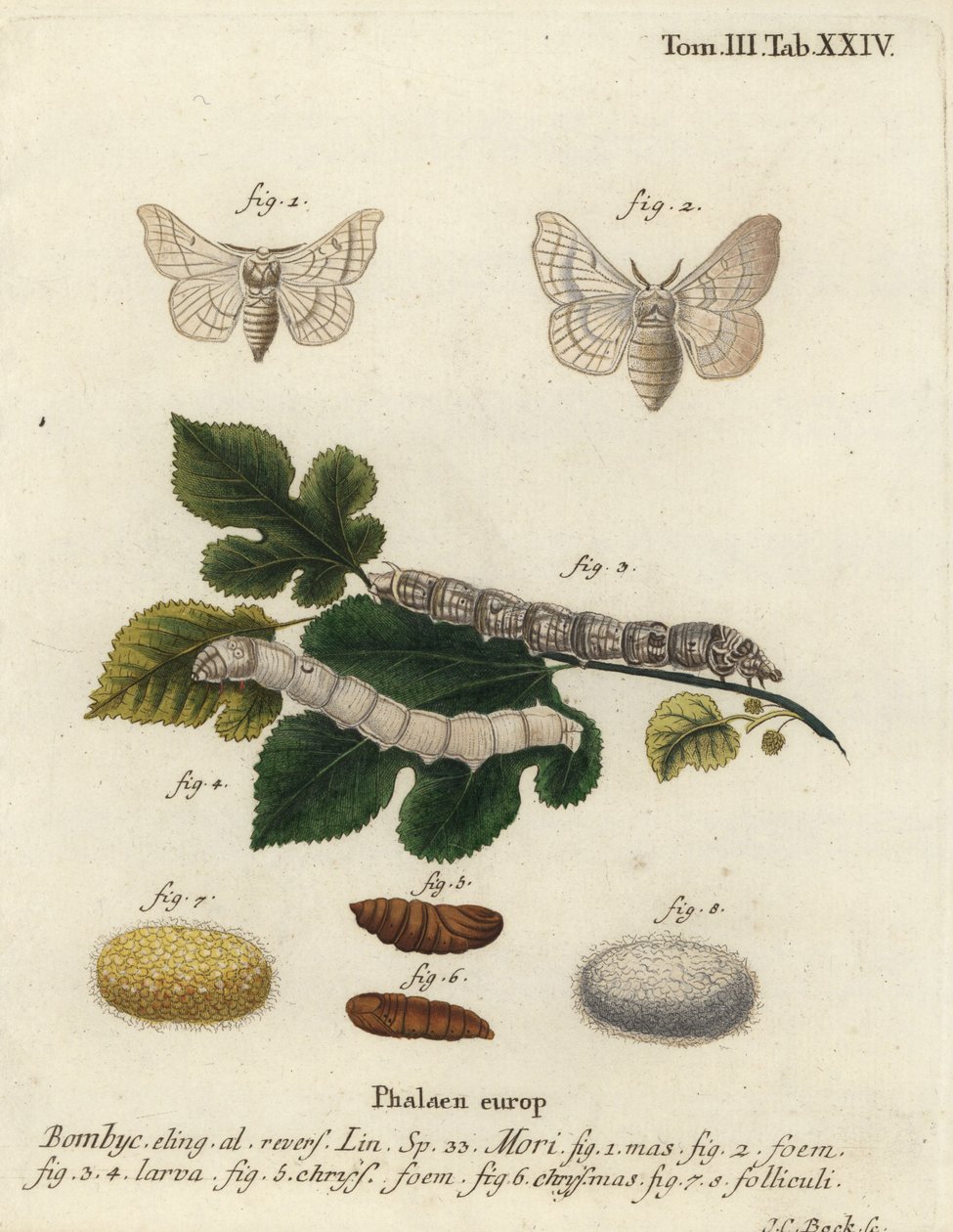 Silkmoth, Bombyx mori. de Johann Carl Bock