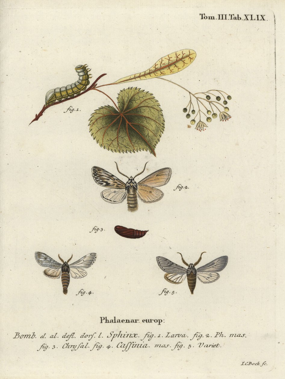Traça da pulverização, esfinge do asteroscópio. de Johann Carl Bock