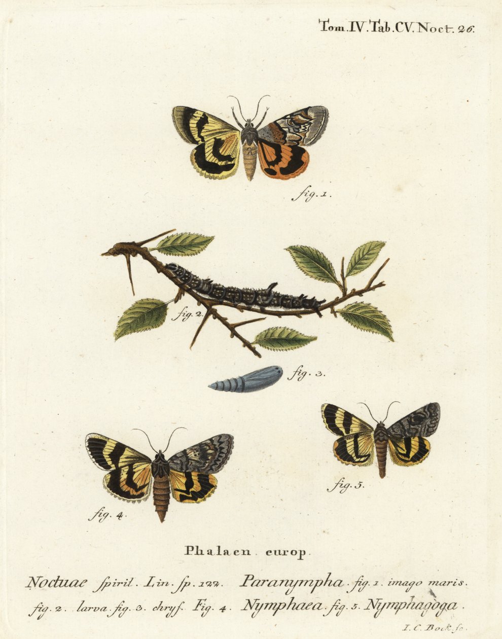 Subwing Sweetfern, Catocala antinympha 1-3, Catocala nymphaea 4 , e o underwing amarelo carvalho, Catocala nymphagoga 5. gravação em chapa de cobre colorida à mão por Johann Carl Bock depois de Eugenius Johann Christoph Esper