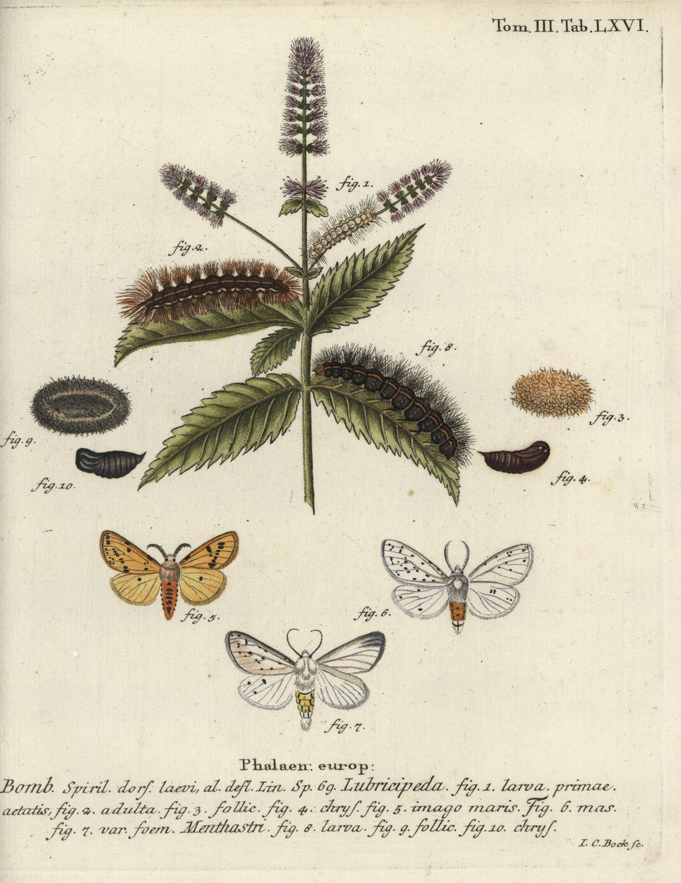 ermina branca, Spilosoma lubrificipeda. de Johann Carl Bock