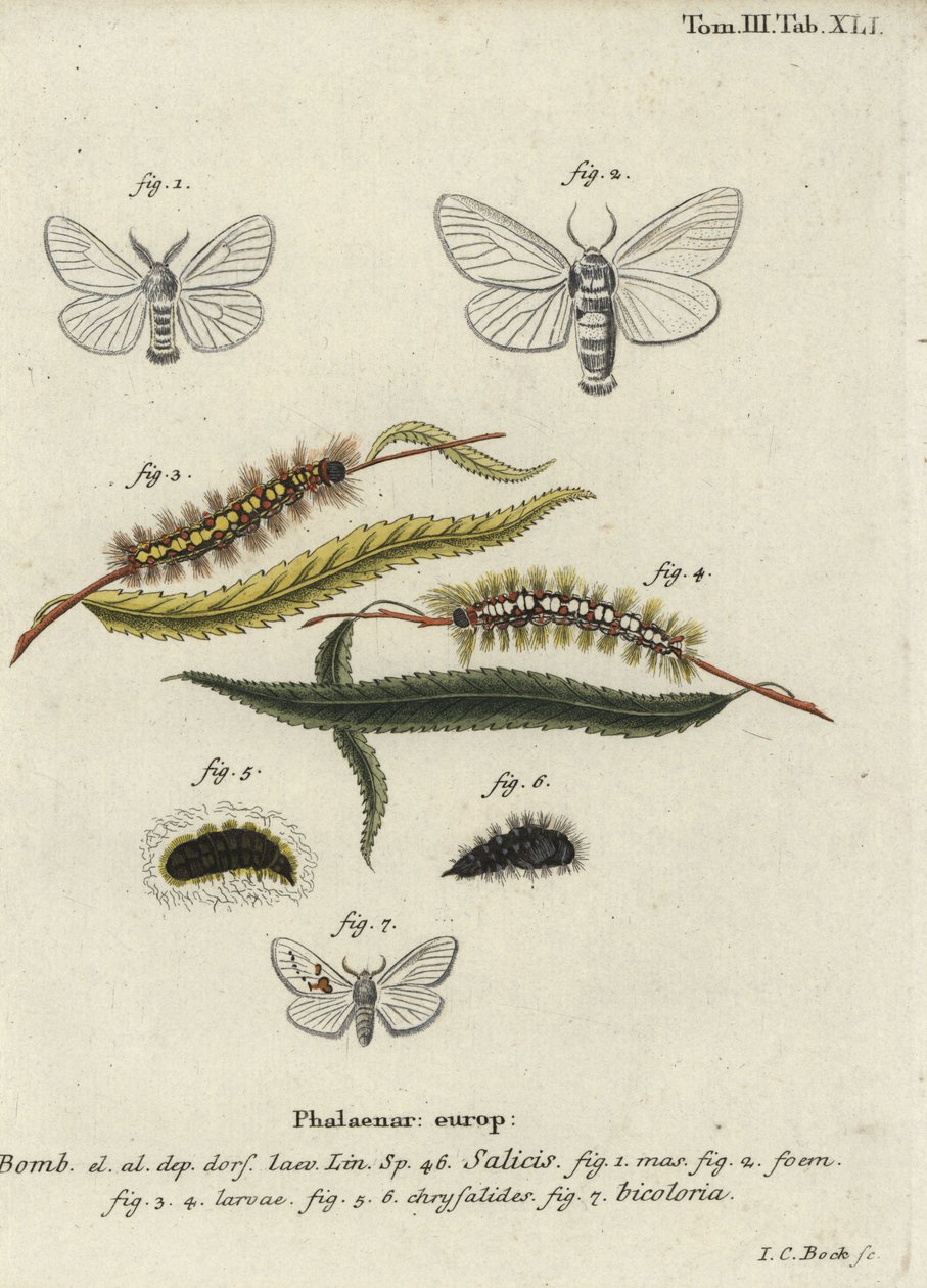 Cetim branco e mariposas brancas proeminentes. de Johann Carl Bock