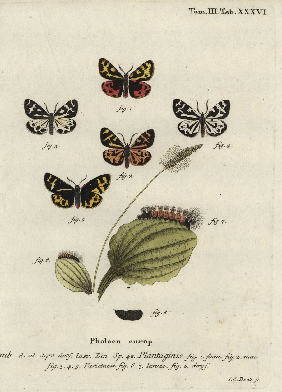 Traça tigre da madeira, Parasemia plantaginis. de Johann Carl Bock