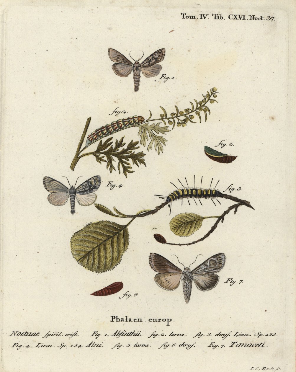 Traça do absinto, Cucullia absinthii 1-3, traça do amieiro, Acronicta alni 4-6, e Cucullia tanaceti 7. Gravura em chapa de cobre colorida à mão por Johann Carl Bock depois de Eugenius Johann Christoph Esper