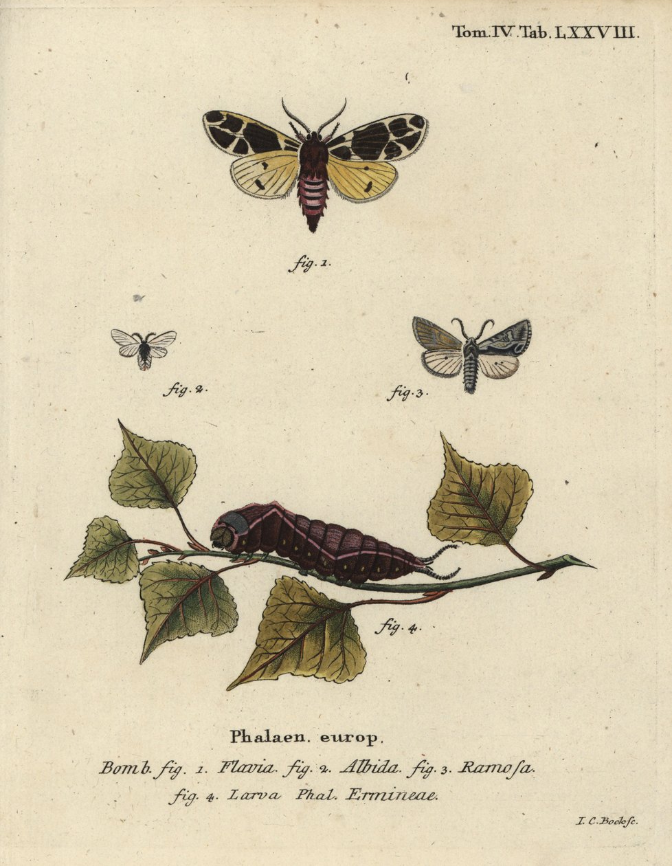 Traça tigre amarela, larva eremina branca, etc. de Johann Carl Bock