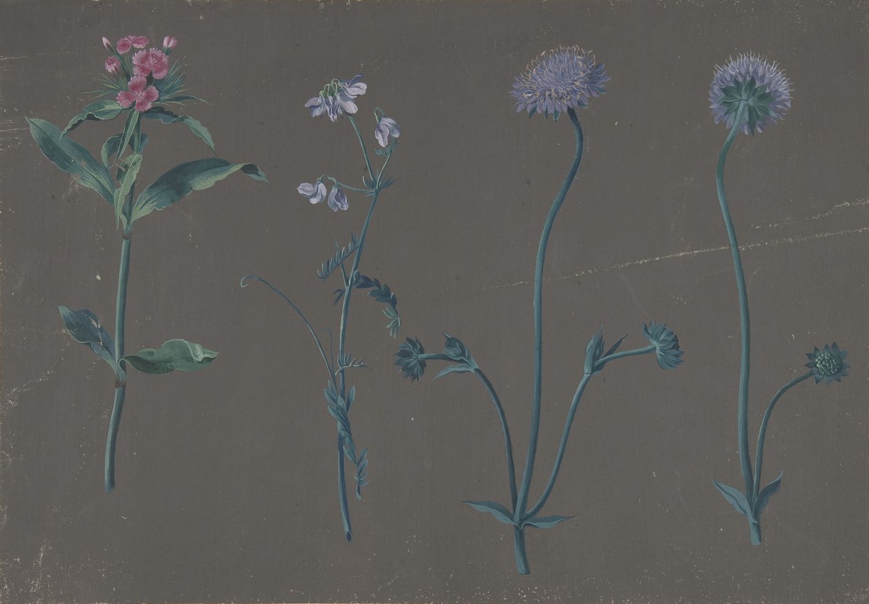 Estudo de Três Flores, 1781. de Johann Christian August Birnbaum