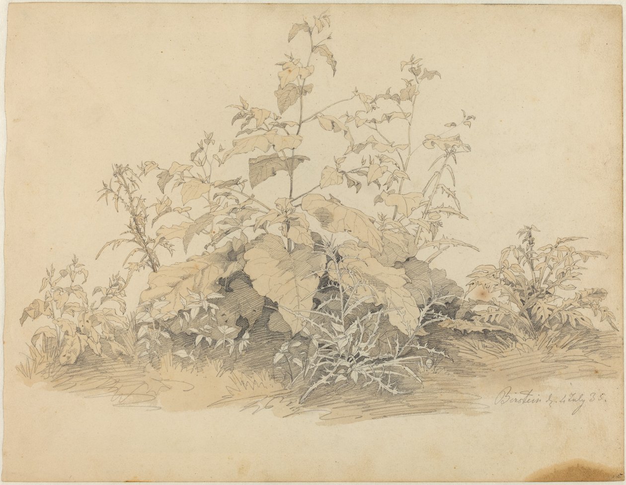 Plantas selvagens perto de Birstein de Johann Christian Heerdt