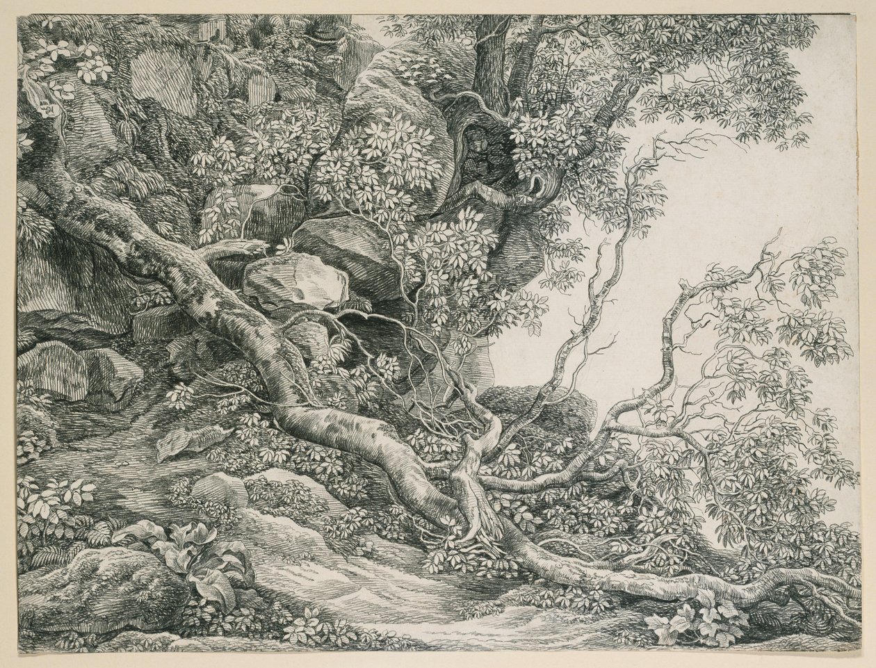 Árvores numa encosta rochosa de Johann Christian Reinhart