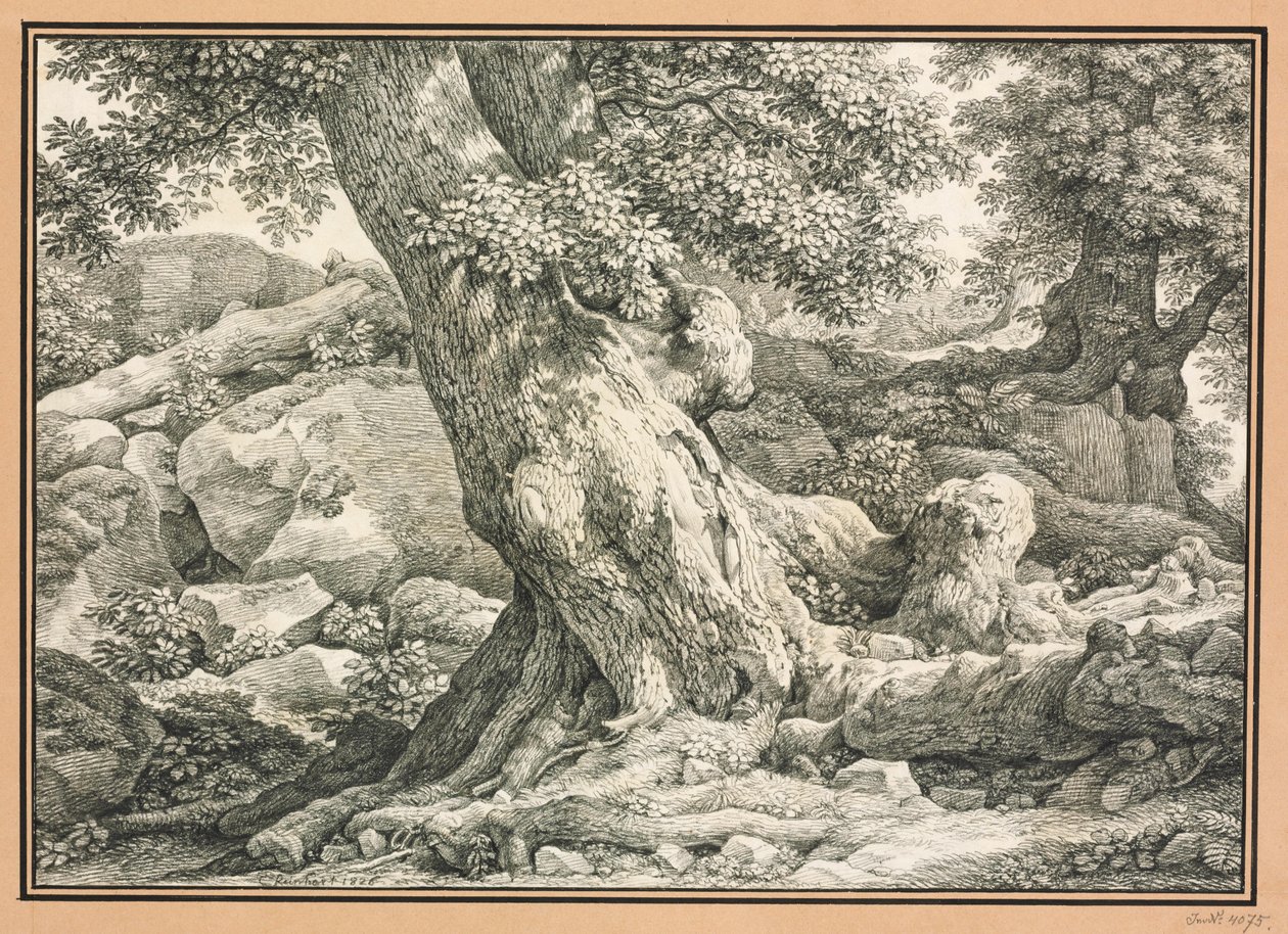Estudo sobre árvores em terreno rochoso de Johann Christian Reinhart