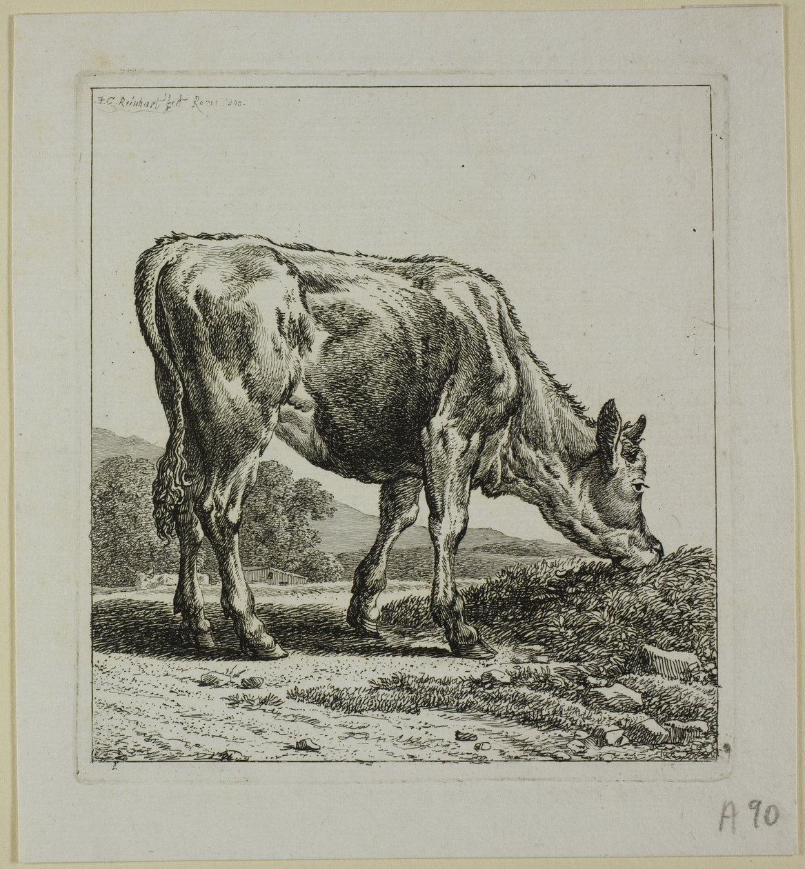 Alimentação de bezerros, de Die Zweite Thiernahme de Johann Christian Reinhart
